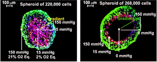 球狀體缺氧評估
